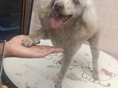 -FAELING PETS美天灵宠物(富力广场店)