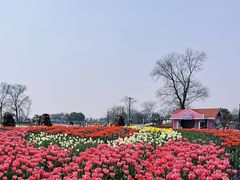 -荷兰花海