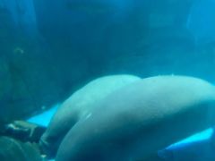 -烟台海昌鲸鲨海洋公园