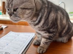 -有猫主题·治愈系猫咖(曾厝垵店)