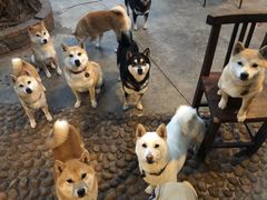 -柴犬高等学院·狗咖·柴犬售卖·宠物训练