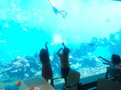 -海棠湾洲际-涛·海底餐厅·美人鱼·自助餐·海底隧道