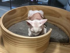 -屋虎猫馆(宝安大仟里店)