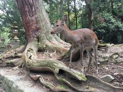 -奈良公园