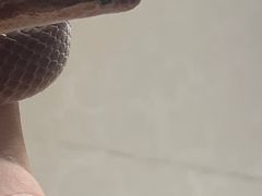-北京观赏动物医院·24小时大型综合·猫专科·异宠专科