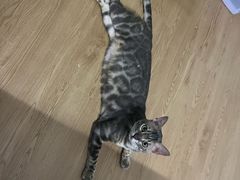 -瑞鹏宠物医院·骨科·猫科·内科(第一中心)