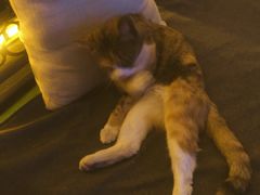 -Sirena海妖日咖夜酒