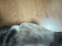 -中农大我爱我爱动物医院·核磁CT·猫病·24小时夜诊中心(石佛营店)