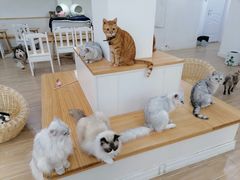 -李小姐の猫咖啡馆(五角场店)