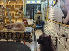-平行世界·猫咖(首经贸店)