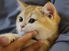 -lincat·猫舍(广州店)