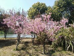 -梁鸿国家湿地公园
