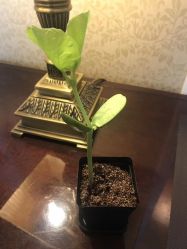 -大美母婴月子中心