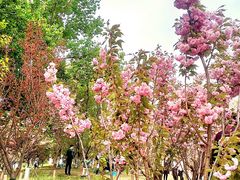 -长白岛森林公园