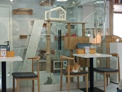 -喵园·猫主题咖啡厅·撸猫·猫咖(国贸店)