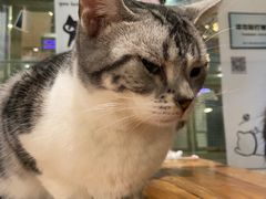 -猫小院猫主题咖啡厅(北锣店)