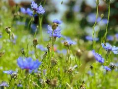 -花开海上生态园