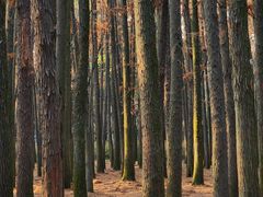 -上海共青森林公园