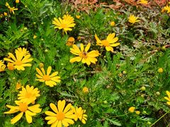 -合肥滨湖国家森林公园