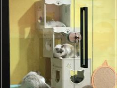 -Bastet sally猫舍购宠(静安店)