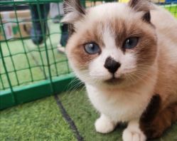 -萌宠亲子动物乐园(槐房万达店)