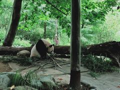 -都江堰中华大熊猫苑