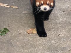 -合肥野生动物园