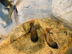 -Zoolung Zoolung动物主题公园(海信广场店)