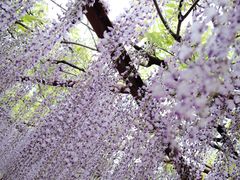 -嘉定紫藤园