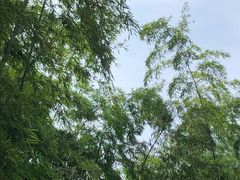 -重庆雨台山风景区