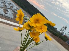 -羊山湖公园