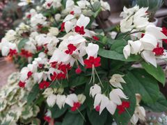 -三圣花乡旅游区