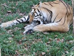 -哈尔滨北方森林动物园