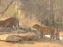 -北京野生动物园