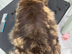 -老吴的猫·猫舍(新区店)