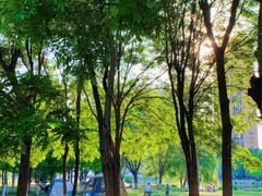 -长白岛森林公园