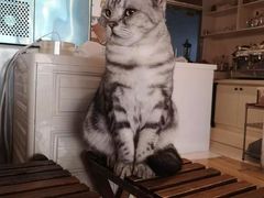 -Cappucimeow猫咪咖啡馆(韦伯时代店)