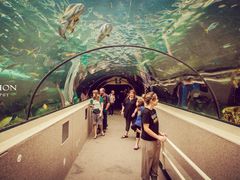 -悉尼海洋生物水族馆