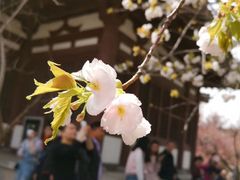 -西安青龙寺遗址景区