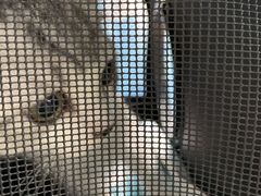 -宠颐生猫科·内科皮肤科(西平世纪城店)