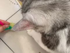 -宠爱国际动物医院·消化内科·心肾内科·ISFM猫友好(望京店)