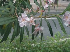 -古镇榨粉店(和平三街店)