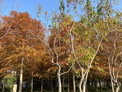 -上海长兴岛郊野公园