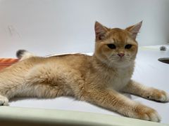 -COLOR PETS 撸猫馆·购猫·猫咖(长风大悦城店)