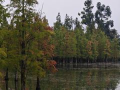 -白鹭湾湿地公园