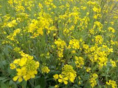 -上海佘山国家森林公园西佘山园