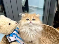 -猫十亿·布偶金渐层·曼基康矮脚猫舍(青年路店)