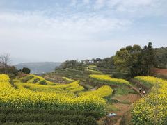 -桑洲油菜花景区