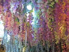 -正佳雨林生态植物园