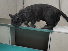 -美联众合爱康动物医院•复杂内科•肿瘤科•牙科•腔镜诊疗中心